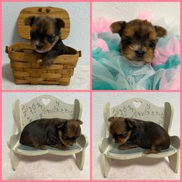 Chocolate Sable Female Two - Chocolate and tan female Yorkshire Terrier puppy in Bonney Lake, Washington from Enchanted Yorkies