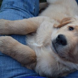 Golden Retriever Puppies from Tammy P. Roth
