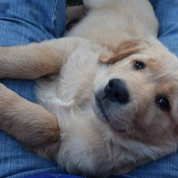 Golden Retriever Puppies from Tammy P. Roth