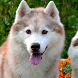 Siberian Huskies from Shawna Wells