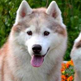 Siberian Huskies from Shawna Wells