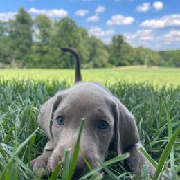 Simba - Silver gray male Weimaraner puppy in Granite Falls, North Carolina from Pups and Pastures- Weimaraners