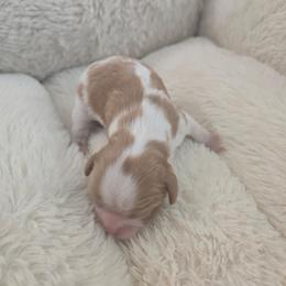 Boy 1 - Blenheim male Cavalier King Charles Spaniel puppy in Moreno Valley, California from Chris & Katie Cavaliers