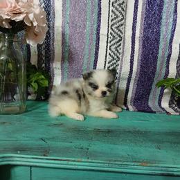 Finn - Blue merle male Pomeranian puppy in Ada, Oklahoma from Once Upon A Fluff
