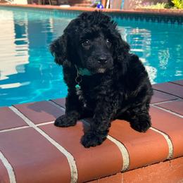 Mr. Truffles - Black male Poodle puppy in Gainesville, Florida from Pipsqueak Mansion Poodles