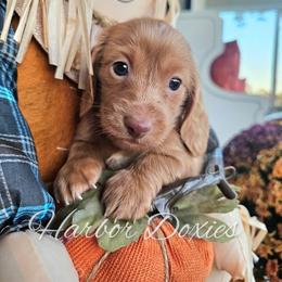 Meyers - Red male Dachshund puppy in Panama City, Florida from Harbor Doxies