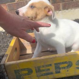 Brutus - White merle male Collie puppy in Savannah, Missouri from Lakeside Collies