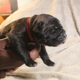 Red - Brindle male Boerboel puppy in Upper Pittsgrove, New Jersey from Witcher Boerboels - aka Jersey Boerboels