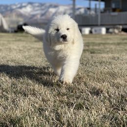 Great Pyrenees Puppies from Forestwood Farms Great Pyrenees
