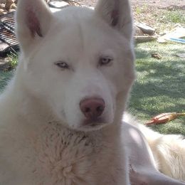Siberian Huskies from Mystic Siberian Huskies & Best Friends