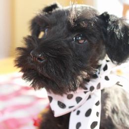 Miniature Schnauzer Puppies from Classic Miniature Schnauzers