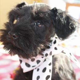 Miniature Schnauzer Puppies from Classic Miniature Schnauzers