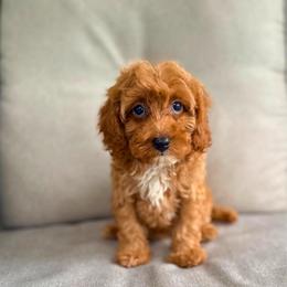 Tilly - Red female Cavapoo puppy in Goldsboro, North Carolina from The Grantham House