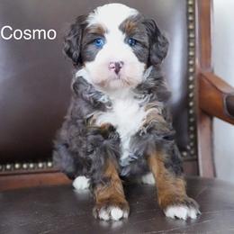 Cosmo - Merle male Bernedoodle puppy in Spencerville, Indiana from Gentle Giant Bernedoodles