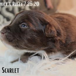 Miniature Australian Shepherd and Toy Australian Shepherd Puppies from TK Mini & Toy Aussies