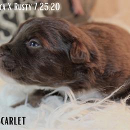 Miniature Australian Shepherd and Toy Australian Shepherd Puppies from TK Mini & Toy Aussies