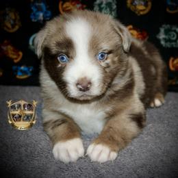Australian Shepherd Puppies from HP Aussie Kennels