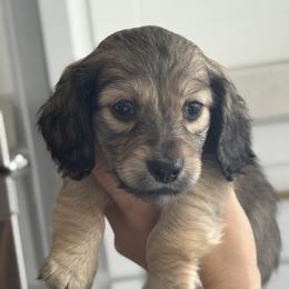 Tiny Shaded Cream boy- 3500 - Cream male Dachshund puppy in North Branch, Michigan from Monarch Miniature Dachshunds