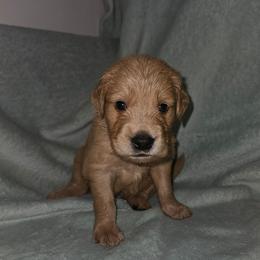 Cheddar - Golden male Golden Retriever puppy in Dayton, Minnesota from Akoya Kennels