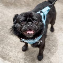 Pug puppies from Premium Pugs