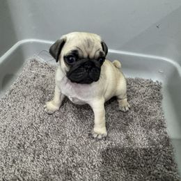 Baby Girl - Fawn female Pug puppy in Troutman, North Carolina from Ohana Pugs