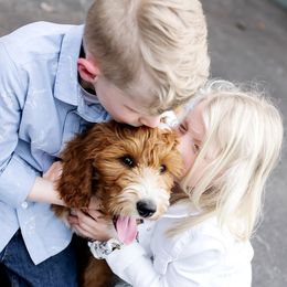 Goldendoodles from New Doods On The Block