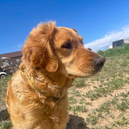 Singer - Golden Retriever