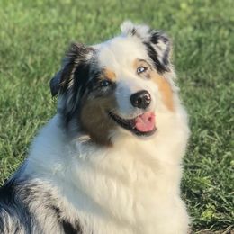 “Pepper” - Australian Shepherd