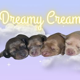 Dachshund Puppies from Dreamy Creamies