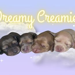 Dachshund Puppies from Dreamy Creamies