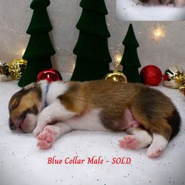 Blue Collar Sable Male - Sable and white male Collie puppy in Gleason, Tennessee from Liberty Collies