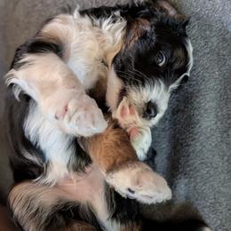 Aussiedoodle Puppies from Ridgeview Aussiedoodles
