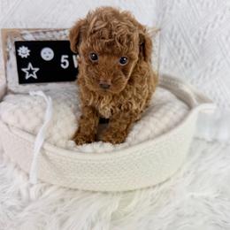 White - Cafe au lait female Poodle puppy in Florida from Adorable Toy-Miniature Poodles