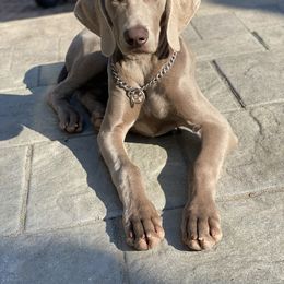 Weimaraner Puppies from Silver Spoon Weimaraners