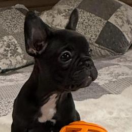 Shirley - Black female French Bulldog puppy in Clifton, Texas from Blue Ribbon French Bulldogs