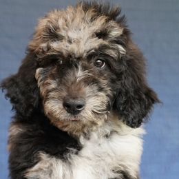 Aussiedoodle Puppies from Vesbach Doodle Valley Farm