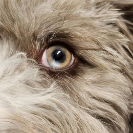 Bordoodles, Labradoodles, and Poodles from Sugar Camp Canine - Maxwell