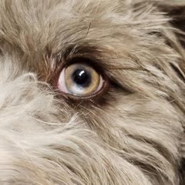 Bordoodles, Labradoodles, and Poodles from Sugar Camp Canine - Maxwell