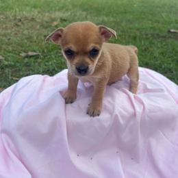 Fancy - Red female Chihuahua puppy in Scranton, South Carolina from The Magnolia Pawlor, LLC