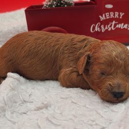 Frosty - Red  male Poodle puppy in Kannapolis, North Carolina from Carolina Great Danes & Toy Poodles