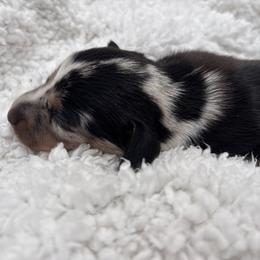 3500 AKC Black Dapple Girl - Dapple female Dachshund puppy in Arcadia, Florida from JB Dachshunds