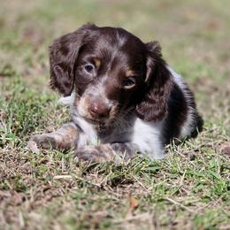 Wynne (Oakley) - Piebald male Dachshund puppy in Castalia, North Carolina from Short Stuff Doxies