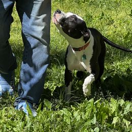 Luna - American Staffordshire Terrier puppy in Spring Grove, Virginia from Lizera Bulldogs and AmStaffs