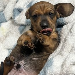 Dachshund Puppies from Dachshund world