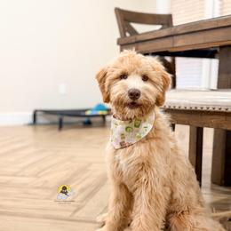 Guardian Home - Apricot female Goldendoodle puppy in Dallas County, Texas from Dream A Little Doodle