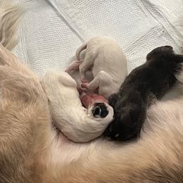 Olive - Silken Windhound