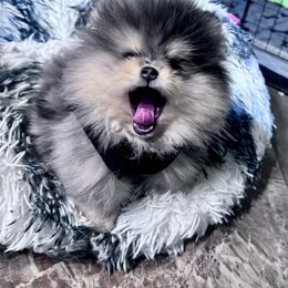 Pomeranian Puppies from Heartlove Poms