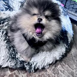 Pomeranian Puppies from Heartlove Poms
