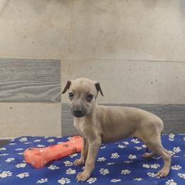 Salvatore - Fawn male Italian Greyhound puppy in Dallas, Texas from Oremor's