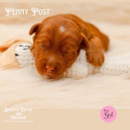 Penny Post - Red female Australian Labradoodle puppy in Redding, California from Shasta Royal Monroe Puppies